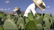 Nopal, el cactus más versátil del desierto
