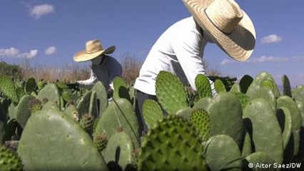 Nopal, el cactus más versátil del desierto