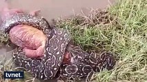 Boğa yılanı dev timsahı böyle avladı!