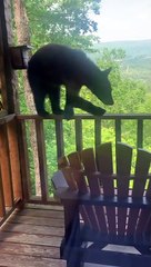 Bear Climbs up to Investigate Cabin Deck