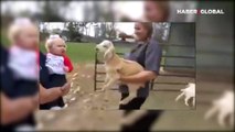 Bebek ve kuzunun iletişim şekli gülümsetti