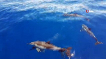 Yunuslar yelkenliye böyle eşlik etti