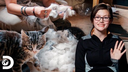 Snowbird confecciona almofadas com pelo de gato | A grande família do Alasca | Discovery Brasil