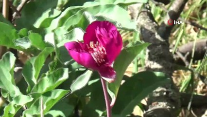 Koparana 80 bin lira ceza kesilen 'Ayı Gülü' doğaseverlerin ilgisini çekiyor