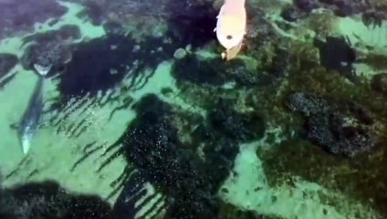 Una ballena gris enferma nada en la costa de Mallorca