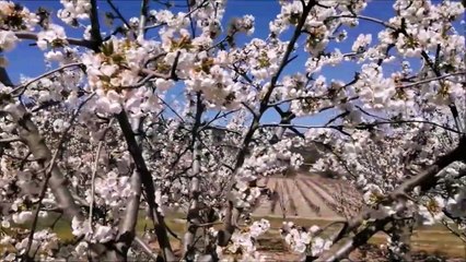 Black Garden View By Christopher Franke