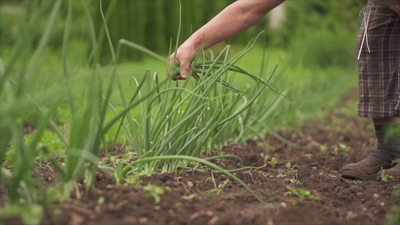 Everything You Need To Know About Cooking With Chives