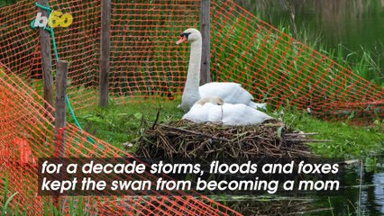 Man Saves Eggs Laid by What May Be Britain’s Unluckiest Swan With Makeshift Raft