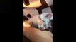 Cutest pets cutest baby animals,funny pets video compilation