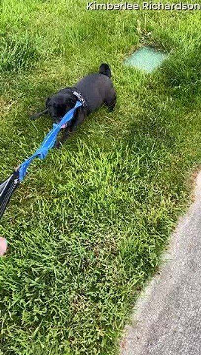 Pug Decides to End Walk