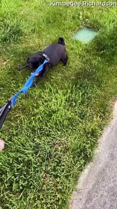 Pug Decides to End Walk