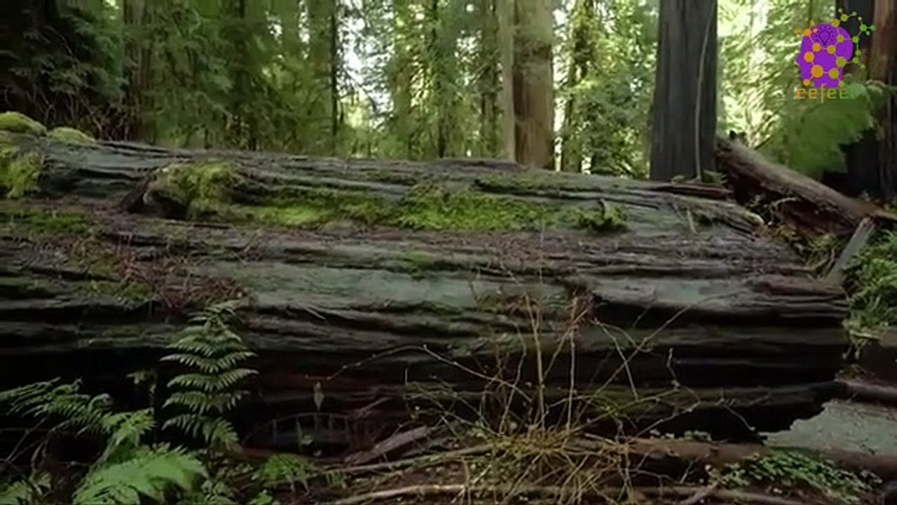 15 Minute Peaceful Relaxing Music for Stress-Relief | Forest | Trees | Self-Esteem | Soothing | Anxiety-Relief | Slow | Instrumental | Sleep | Therapeutic | Study | Calming | Healing