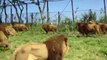 Un parc animalier Japonais qui accueille des centaines de lions