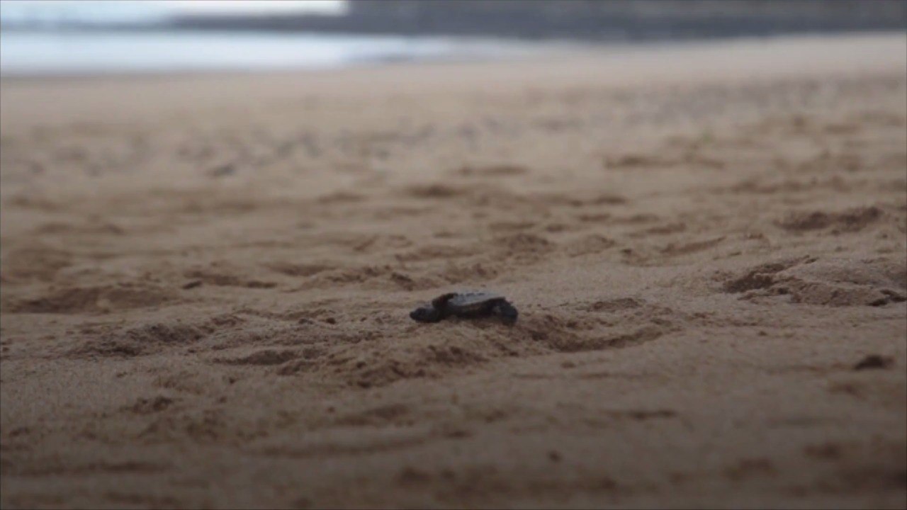 Scientists Rescue 70 Eggs from Loggerhead Sea Turtle Hit and Killed by Cars in Florida