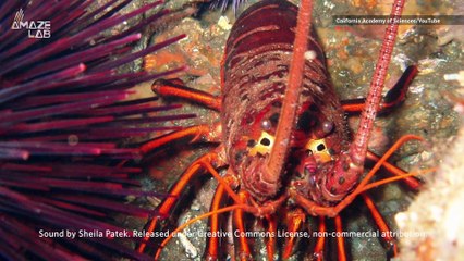 These Rasps From This Lobster Can Be Heard Nearly 2 Miles Away!