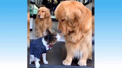 Funniest Pets _joy_cat_ Don't try to hold back Laughter _rolling_on_the_floor_laughing__rolling_on_the_floor_laughing_ ( 720 X 1280 )