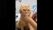 Omg! So Cute Pets _hearts_ Cute Baby Animals & Funny Pets Video Compilation ( 1080 X 1920 )