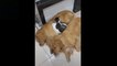Baby Pets - Cute and Funny Pets Videos Compilation _heartpulse_ ( 1080 X 1920 )