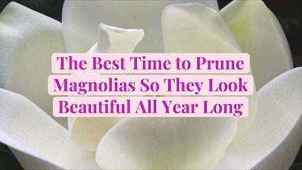 The Best Time to Prune Magnolias So They Look Beautiful All Year Long