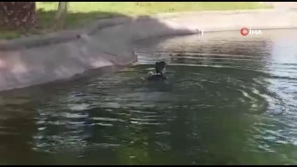 Son Dakika | Yunus polisi, yaralı martı için üniformayla suya atladı