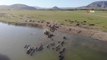 Afrika değil Tokat... 400 mandanın suya koşma anı böyle görüntülendi