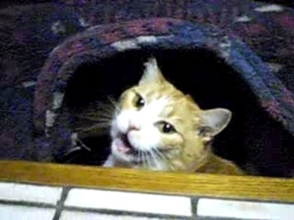 Poussy attaque !