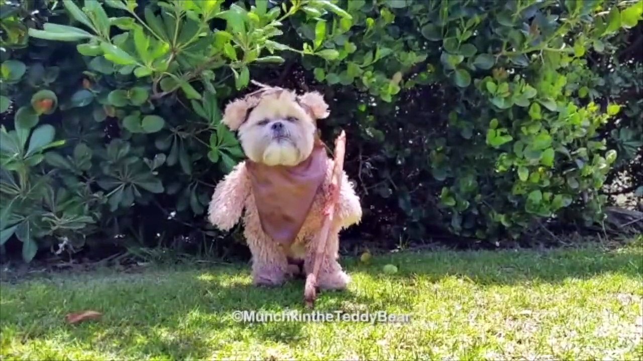 Meme Compilation Animal Edition P2 | Boredom Peaks
