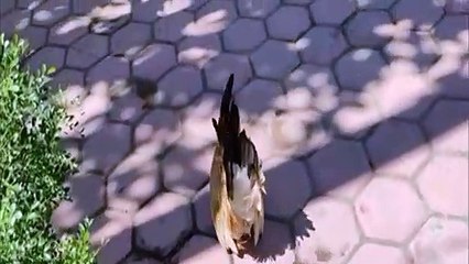 tingkah lucu ayam kate atau ayam mungil_20-04-2021_095240