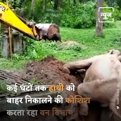 Officials Rescue Elephant Calf Stuck In Mud Puddle