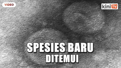 Penyelidik temui spesis koronavirus baru di Sarawak