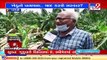 Cyclone Tauktae hits Chhota Udepur farmers hard; banana plantations worst hit _ TV9News