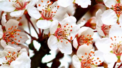 Haratanaya Sree Music with Peaceful Nature Videos | #relaxingmusic | Veena Kinhal Music