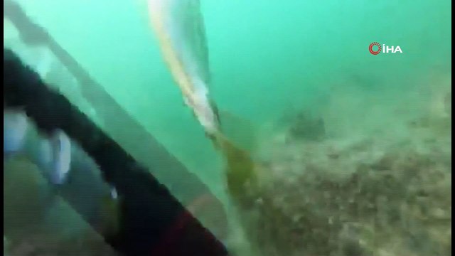 Müsilâj istilâsındaki Marmara Denizi'nde ölüm kalım savaşı