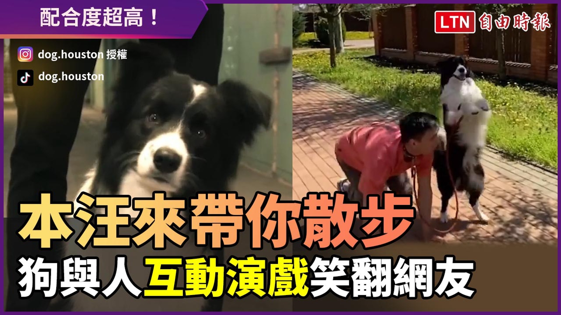 讓本汪來帶你散步 與牧羊犬互動演戲幽默感十足笑翻網友 影片dailymotion