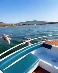 Birds flying with Pakistan Navy boat cutest video ever