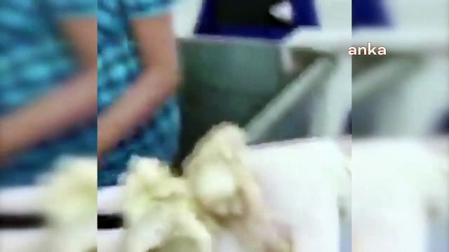 Hayvan satış mağazasında hayvanları çöpe atan personele suç duyurusu; Acımasız kişiler olduğu açık