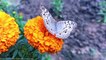 Beautiful Butterflies & The Best Relaxing Music I Stunning Butterflies I Beautiful Flowers I