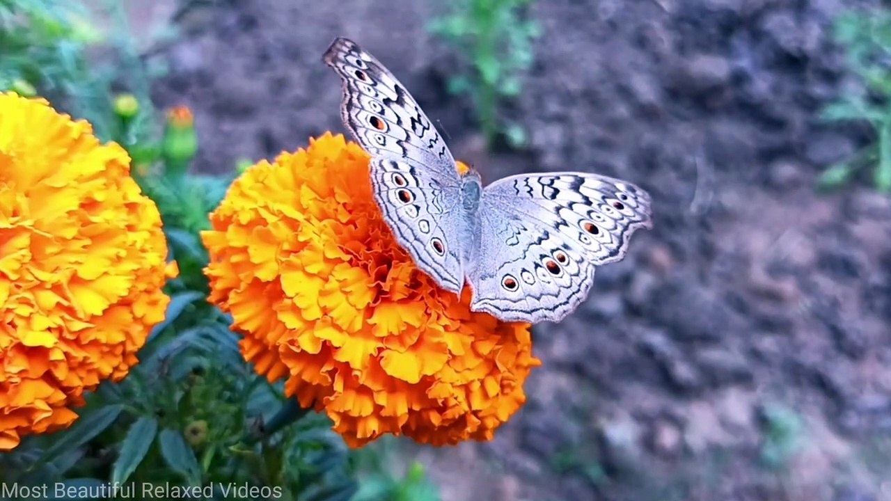 Beautiful Butterflies & The Best Relaxing Music I Stunning Butterflies I Beautiful Flowers I
