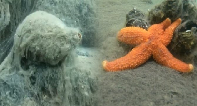Marmara Denizi’nde ölüm kalım savaşı