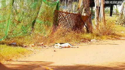 Wow !! Super Big Balloon Prank Vs Sleeping Dogs - Funny Videos