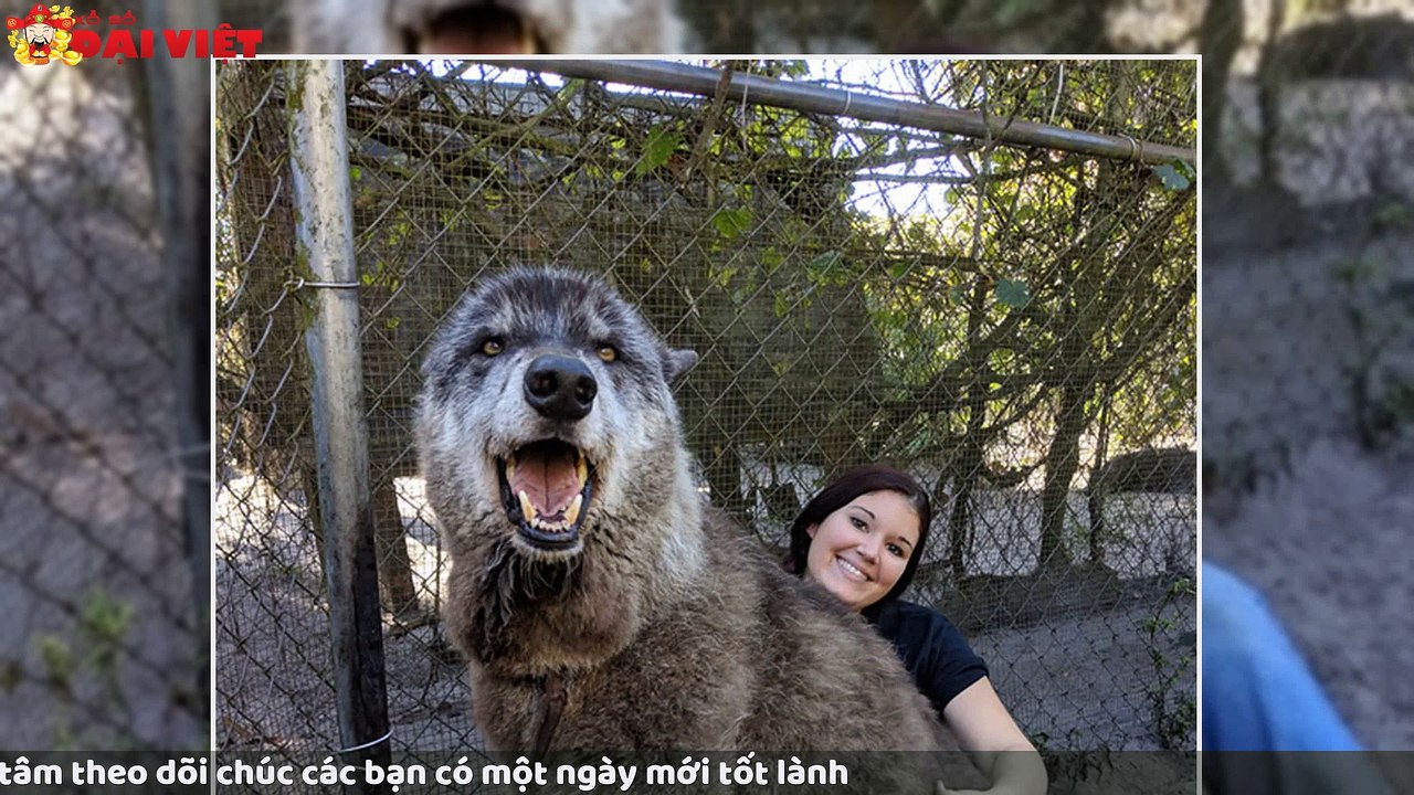 Mơ thấy chó sói có tỉ lệ trúng cao nhất