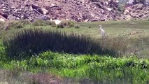ERZURUM - Göçmen kuşların Afrika-Kafkasya yolculuğunun mola noktası: Erzurum Ovası