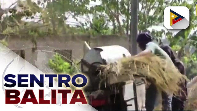 Ilang magsasaka, nag-aalangan magtanim ng palay dahil sa pangamba ng pagbuhos ng imported na bigas ayon sa Sinag; Sec. Dar, iginiit na bumibili naman ng bigas ang NFA sa mga magsasaka