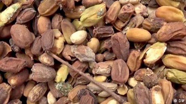Mali: Neem-oil for sustainable agriculture