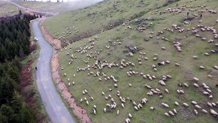 ORDU - (DRONE) Baba mesleğini sürdüren çobanlar, sürüleriyle Karadeniz yaylalarına çıkmaya başladı (2)
