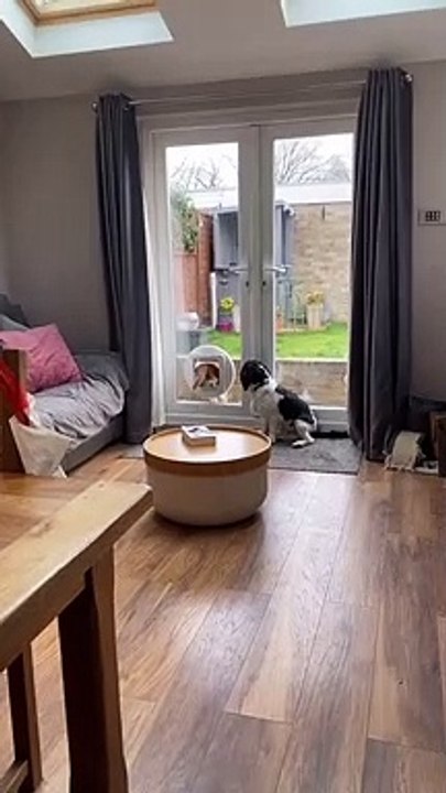 Doggy Curious About Cat Using Pet Door