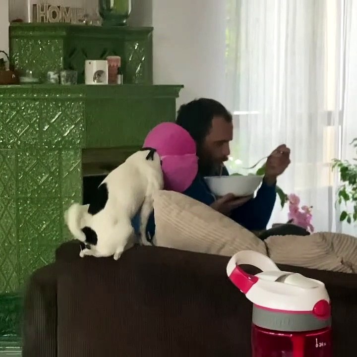 Excited Doggy Turns Tail Into Helicopter