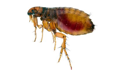 POP SCIENCE – Zoom sur Chewbacca