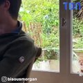 Tous les matins, ce chat roux rend visite à ce jeune couple