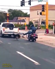 Chevalier dindon vs Motard